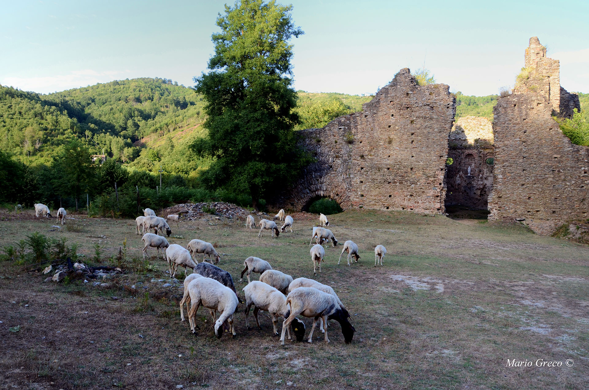 Pecore-a-Corazzo2